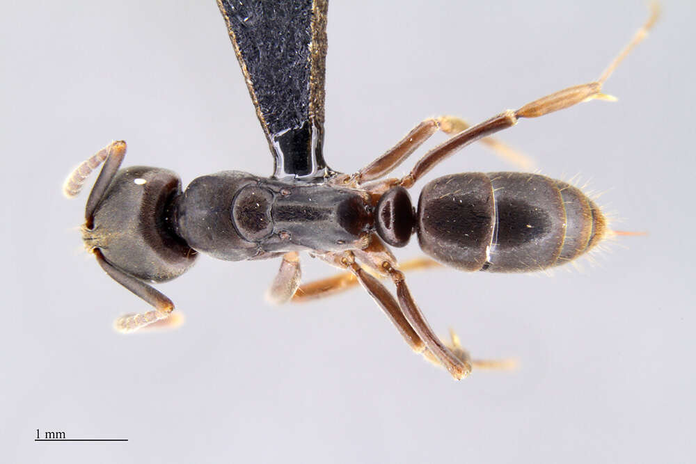 Image of Panther Ants