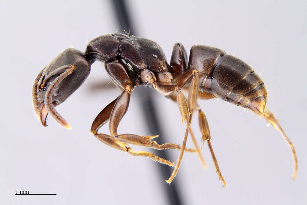 Image of Panther Ants