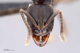 Image of Panther Ants