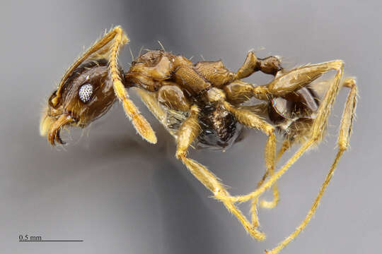 Image of Bigheaded ant