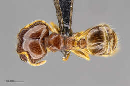 Image of Bigheaded ant