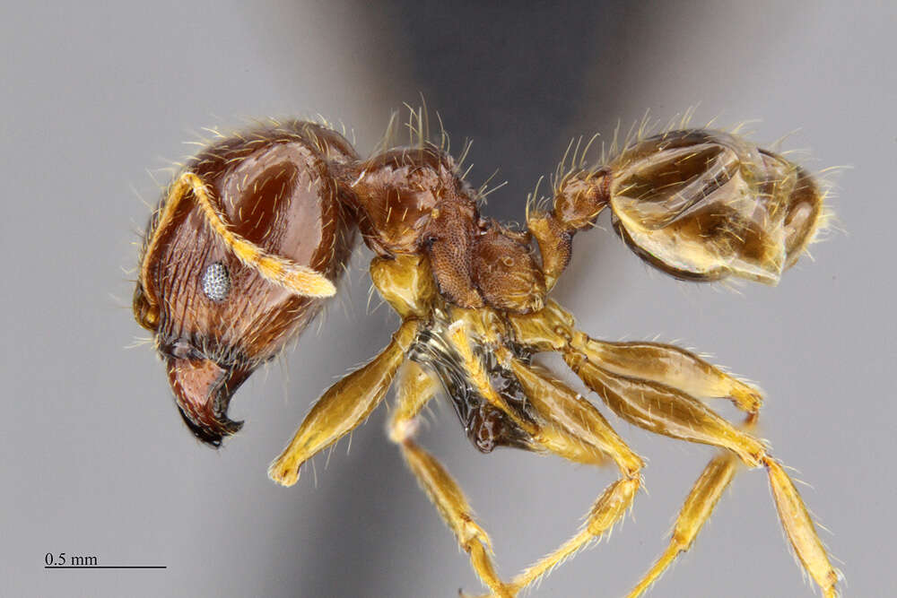 Image of Bigheaded ant