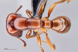 Image of Driver ants