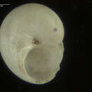 Image of Teinostoma solidum E. A. Smith 1872