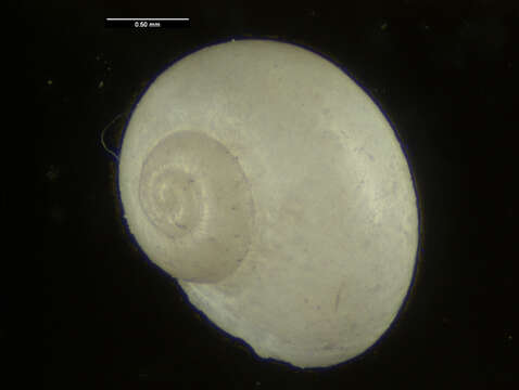 Plancia ëd Teinostoma solidum E. A. Smith 1872
