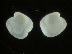 Image of Lyonsiella frielei Allen & R. D. Turner 1974