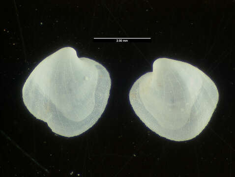 Image of Lyonsiella frielei Allen & R. D. Turner 1974