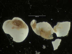 Image of Lyonsiella horrida (Allen & R. D. Turner 1974)