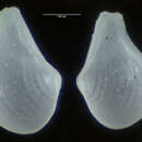 Image de Cuspidaria atlantica Allen & Morgan 1981