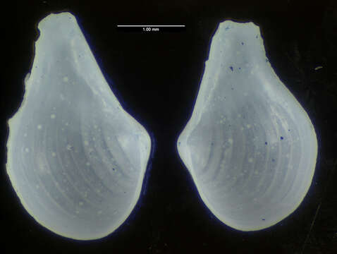 Image of Cuspidaria atlantica Allen & Morgan 1981