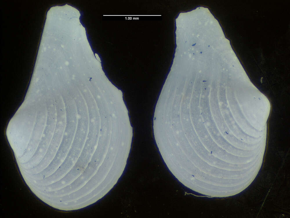 Image of Cuspidaria atlantica Allen & Morgan 1981