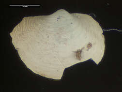Image of Protocuspidaria verityi Allen & Morgan 1981