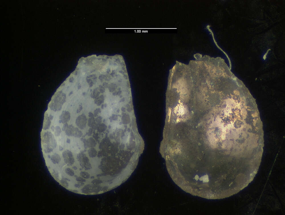 Image of Protocuspidaria atlantica Allen & Morgan 1981