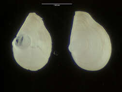 Image of Protocuspidaria simplis Allen & Morgan 1981