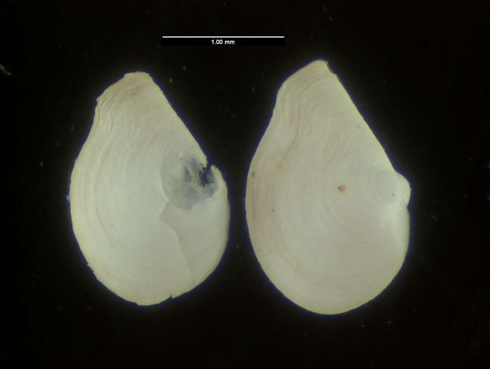 Image of Protocuspidaria simplis Allen & Morgan 1981