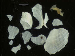 Image of Lyonsiella fragilis Allen & R. D. Turner 1974