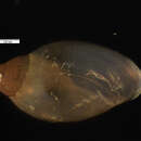 Image of Stenophysa spathidophallus Taylor 2003