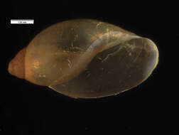Stenophysa spathidophallus Taylor 2003 resmi