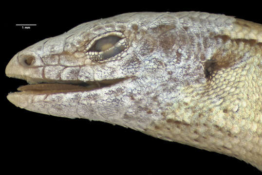 Image of Shore skink