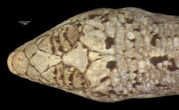 Image of Brongersma's Lobulia