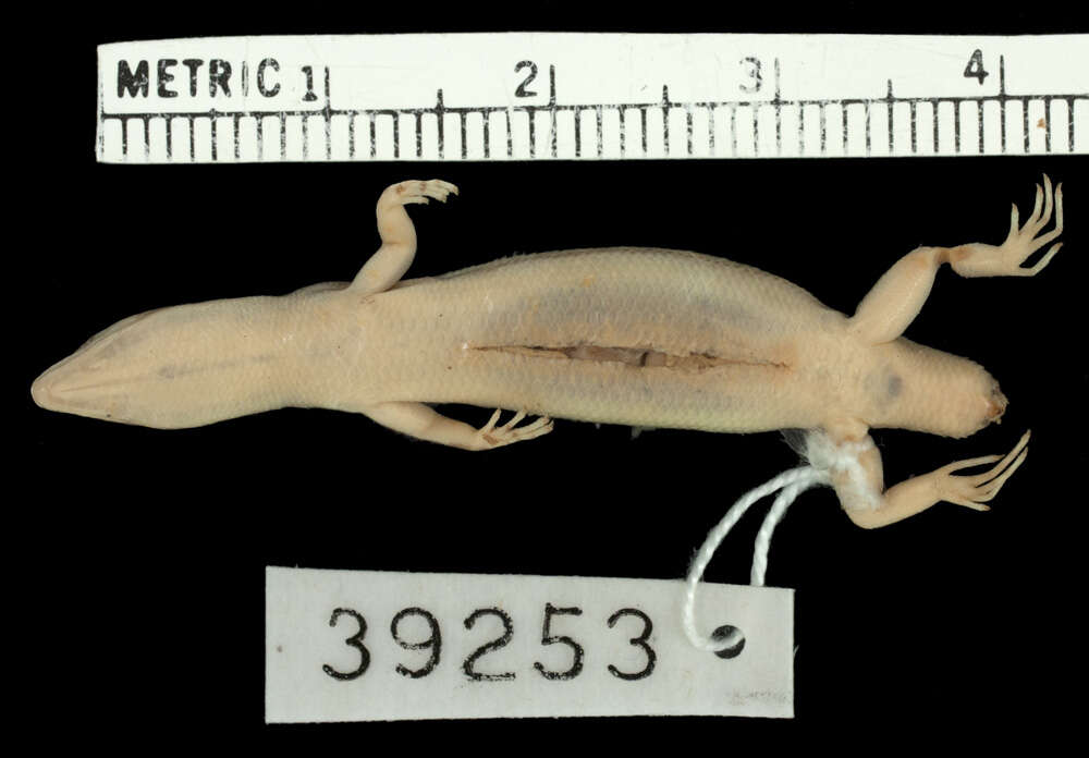 Image of Lipinia vittigera microcercum (Boettger 1901)