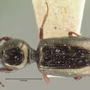 Image of Dyschirius (Dyschiriodes) gibbipennis Le Conte 1857