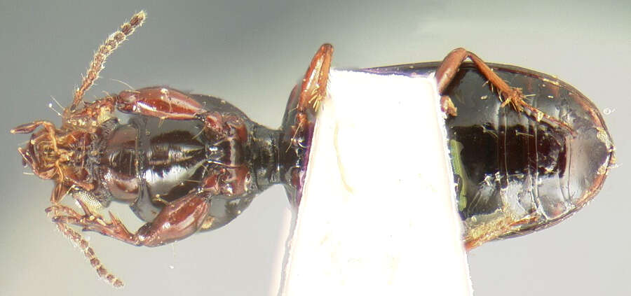 Image of Dyschirius (Dyschiriodes) gibbipennis Le Conte 1857