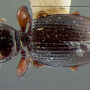 Dyschirius (Dyschiriodes) globulosus (Say 1823) resmi
