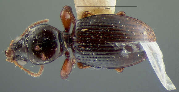 صورة Dyschirius (Dyschiriodes) globulosus (Say 1823)