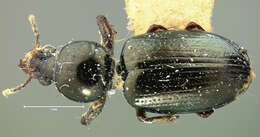 Image of Dyschirius (Eudyschirius) tridentatus Le Conte 1852