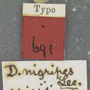 Image of Dyschirius (Dyschiriodes) apicalis Putzeys 1846