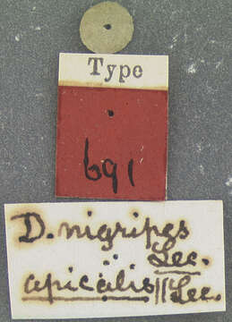 Image of Dyschirius (Dyschiriodes) apicalis Putzeys 1846