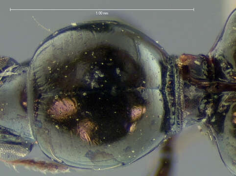 Sivun Dyschirius (Dyschiriodes) apicalis Putzeys 1846 kuva