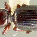 Dyschirius (Dyschiriodes) longulus Le Conte 1850 resmi