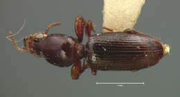 Image of Dyschirius (Dyschiriodes) filiformis Le Conte 1857