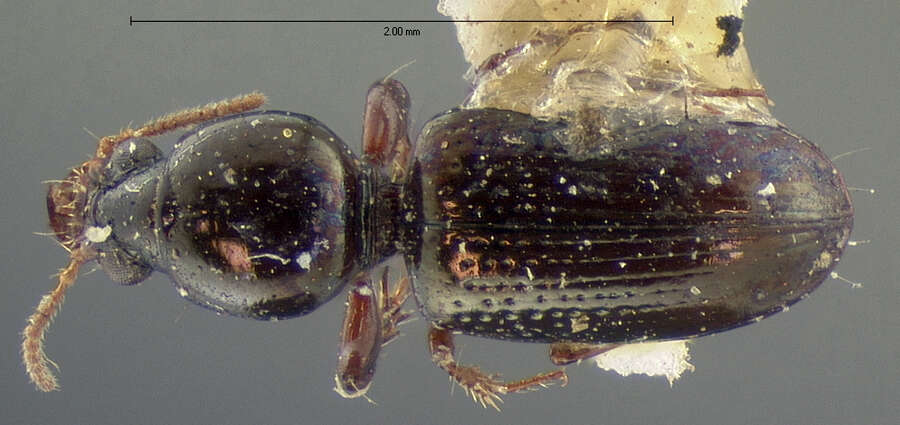 Image of Dyschirius (Dyschiriodes) aratus Le Conte 1852