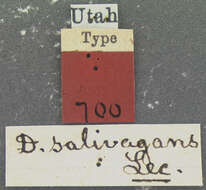 Image of Dyschirius (Dyschiriodes) salivagans Le Conte 1875