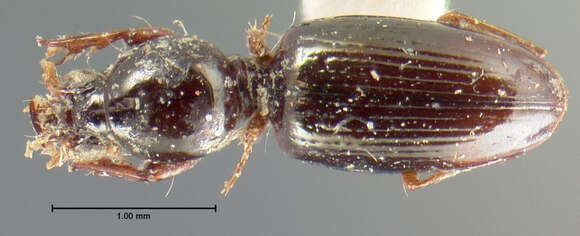 Dyschirius (Paradyschirius) terminatus Le Conte 1846 resmi