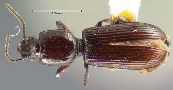 صورة Clivina (Clivina) impressefrons Le Conte 1844