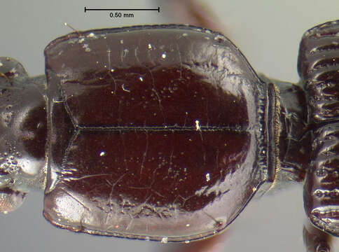 Image of Clivina (Clivina) impressefrons Le Conte 1844