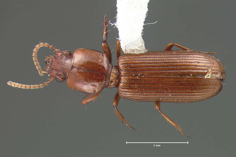 Image de Clivina (Clivina) planicollis Le Conte 1857