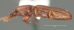 Image de Clivina (Clivina) planicollis Le Conte 1857