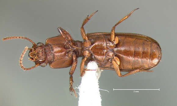 Image of Clivina (Clivina) planicollis Le Conte 1857