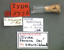 Image de Clivina (Clivina) planicollis Le Conte 1857