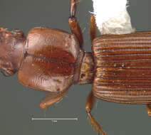 Image de Clivina (Clivina) planicollis Le Conte 1857