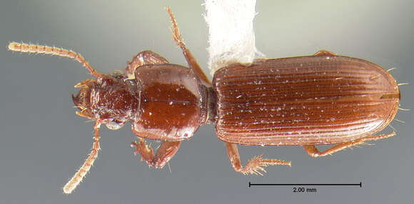 Image de Clivina (Clivina) planicollis Le Conte 1857