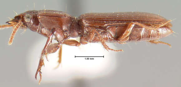 Image de Clivina (Clivina) planicollis Le Conte 1857