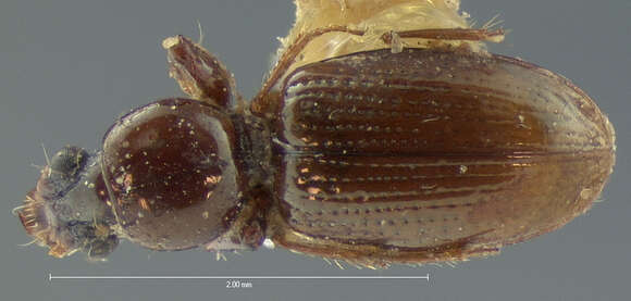 Sivun Dyschirius (Dyschiriodes) integer Le Conte 1852 kuva