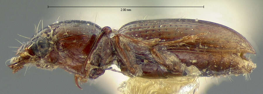 Sivun Dyschirius (Dyschiriodes) integer Le Conte 1852 kuva