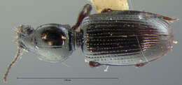 Image of Dyschirius (Dyschiriodes) consobrinus Le Conte 1852